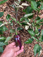 Load image into Gallery viewer, Tartarus (VSRP Poblano) (Pepper Seeds)