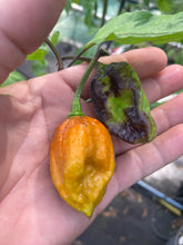 Load image into Gallery viewer, Kemet Horizon (Pepper Seeds)(Limited)