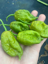 Load image into Gallery viewer, Green Goober Bhut (Pepper Seeds)