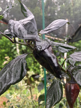 Load image into Gallery viewer, Naraka (VSRP Pablano) (Pepper Seeds)