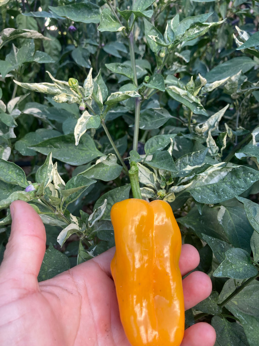 Arkaim (VSRP Poblano) (Pepper Seeds) – Towns-End Chili & Spice