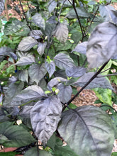 Load image into Gallery viewer, PJ Black Molten (Pepper Seeds) (Limited)
