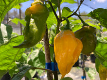 Load image into Gallery viewer, Yellow Horizon (Pepper Seeds)