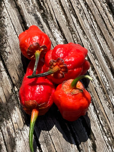 BBG Red Horizon (Pepper Seeds)