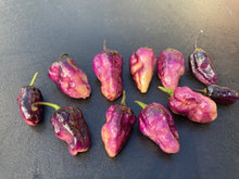 Load image into Gallery viewer, Perp Karen Peach (Pepper Seeds) (Limited)