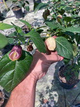 Load image into Gallery viewer, Moonlight Horizon (Pepper Seeds)(Limited)