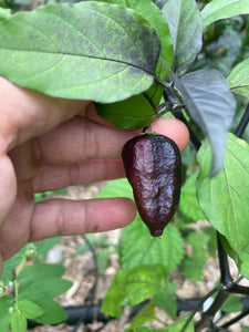 Black Jes (Pepper Seeds)