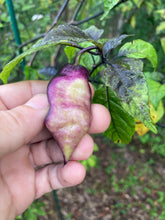 Load image into Gallery viewer, PJ Big Purple/Peach (Pepper Seeds) (Limited)