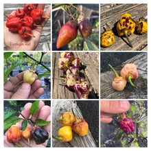 Load image into Gallery viewer, Purplegum (T-E Mix)(Pepper Seeds)