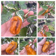 Asgard (VSRP Poblano) (Pepper Seeds)