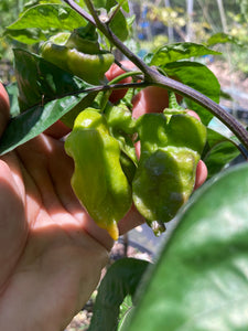 Yellow Horizon (Pepper Seeds)