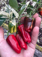 Bryan’s Blood (Stubby)(Pepper Seeds)
