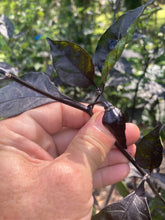Load image into Gallery viewer, PJ Black Molten Mini (Pepper Seeds)