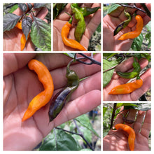 Load image into Gallery viewer, PJ Smooth Orange (Pepper Seeds)