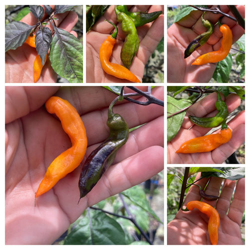 PJ Smooth Orange (Pepper Seeds)(Pimenta Jolokia)