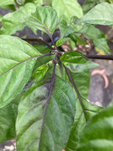 Dueling Horizon (West Select)(Pepper Seeds)