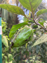 Load image into Gallery viewer, Orange Jes (Pepper Seeds)