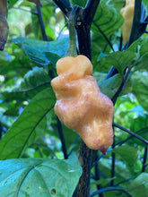 Load image into Gallery viewer, PJ Peach Ice (Pepper Seeds)