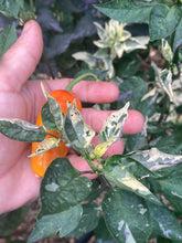 Load image into Gallery viewer, Lemuria (VSRP Pablano) (Pepper Seeds)