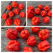 Load image into Gallery viewer, ScotchPort Wrinkled Red (Pepper Seeds)