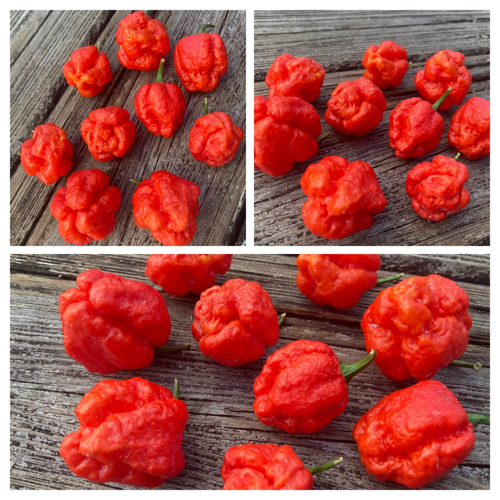 ScotchPort Wrinkled Red (Pepper Seeds)
