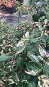 Buyan (VSRP Poblano) (Pepper Seeds)