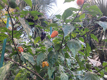 Load image into Gallery viewer, Orange Jes (Pepper Seeds)