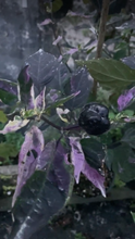 Load image into Gallery viewer, Mythical Places (VSRP Poblano) (T-E Mix) (Pepper Seeds)