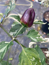 Load image into Gallery viewer, Bryan’s Purple Rainbow Blood (Pepper Seeds)