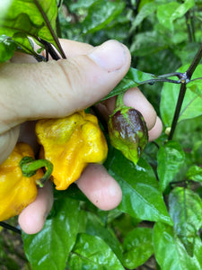 Yellow Horizon (Pepper Seeds)