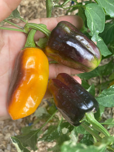 Barzakh (VSRP Poblano) (Pepper Seeds)