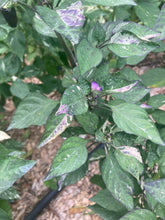 Load image into Gallery viewer, Irkalla (VSRP Pablano) (Pepper Seeds)