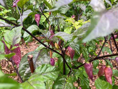 Tiger Caramel (Pepper Seeds)