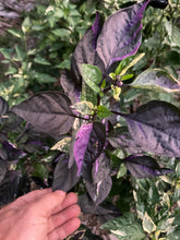 Load image into Gallery viewer, Camelot (VSRP Pablano) (Pepper Seeds)