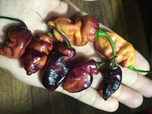 Load image into Gallery viewer, PJ Fire &amp; Ice (T-E Mix)(Pepper Seeds)