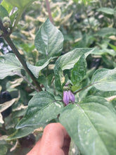 Load image into Gallery viewer, Fusang (VSRP Pablano) (Pepper Seeds)