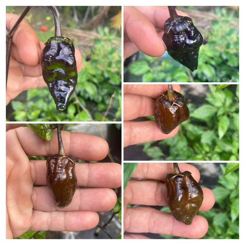 Monstergum Leopard Chocolate (Pepper Seeds)(Limited)