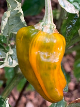 Load image into Gallery viewer, Arcadia (VSRP Poblano) (Pepper Seeds)