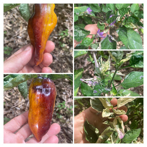 Tartarus (VSRP Pablano) (Pepper Seeds)