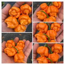Load image into Gallery viewer, Douglah Inception (Pepper Seeds)(Limited)