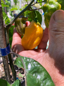 Yellow Horizon (Pepper Seeds)