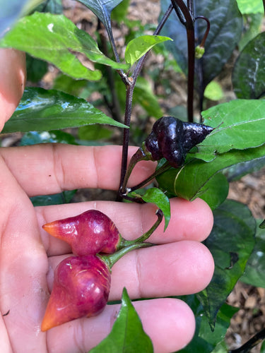 Tear Drop(Pepper Seeds)