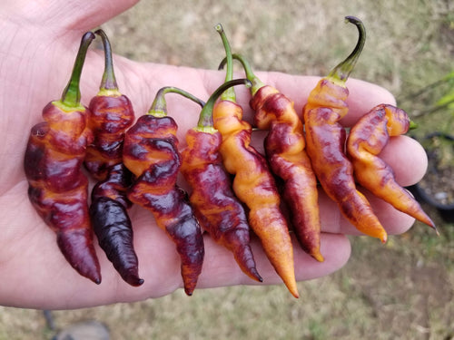 PJ Long Ice (Pepper Seeds)