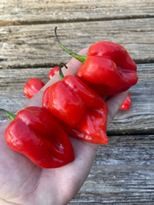 Habanero Red (Pepper Seeds)
