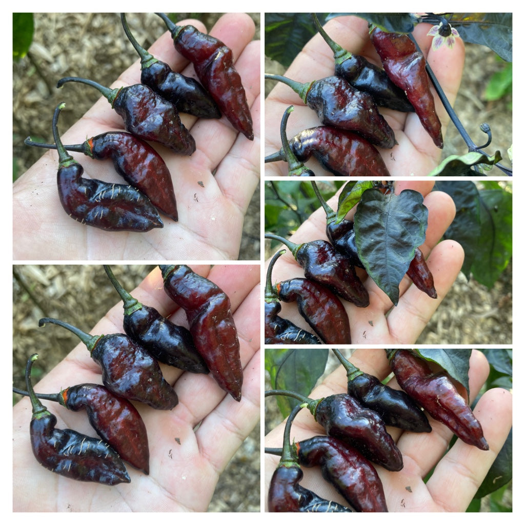 PJ Black OG (Pepper Seeds)