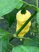 Load image into Gallery viewer, Bhut Jolokia White JW (Pepper Seeds)