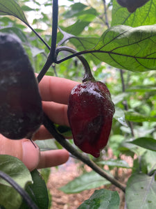 M.A.M.P. Black (Pepper Seeds)