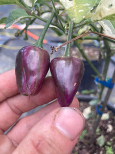 Bryan’s Blood (Purple Rainbow) (Pepper Seeds)