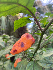 Orange Jes (Pepper Seeds)