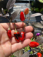 Load image into Gallery viewer, Blue Christmas (Pepper Seeds)